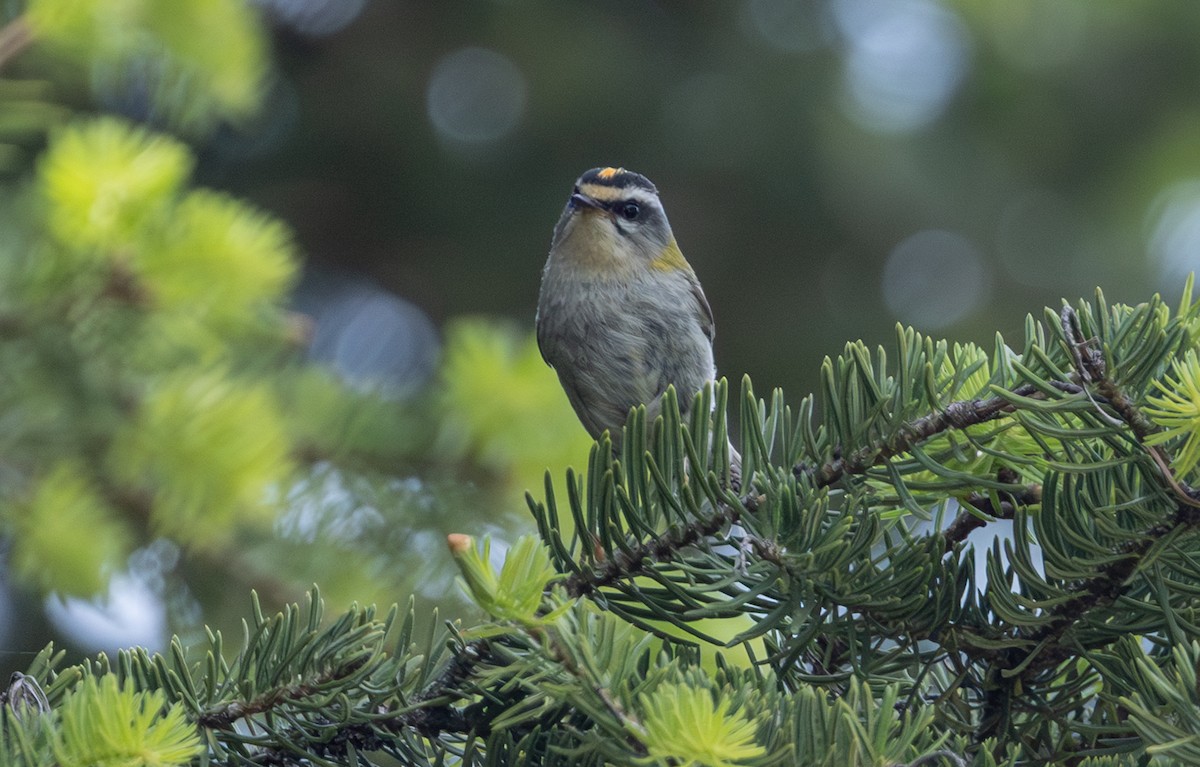 Common Firecrest - ML642560270