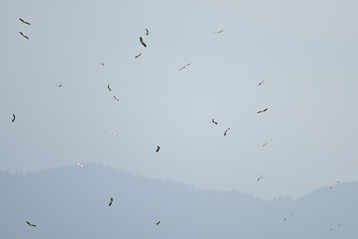 White Stork - ML642560297