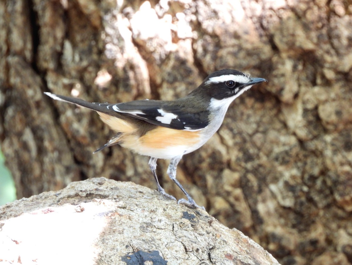 Buff-sided Robin - ML642560314