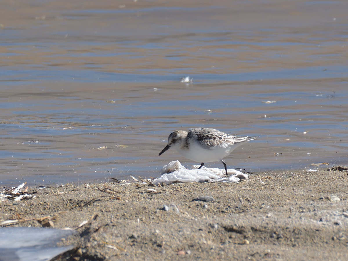 Calidris, unbestimmt - ML642560320