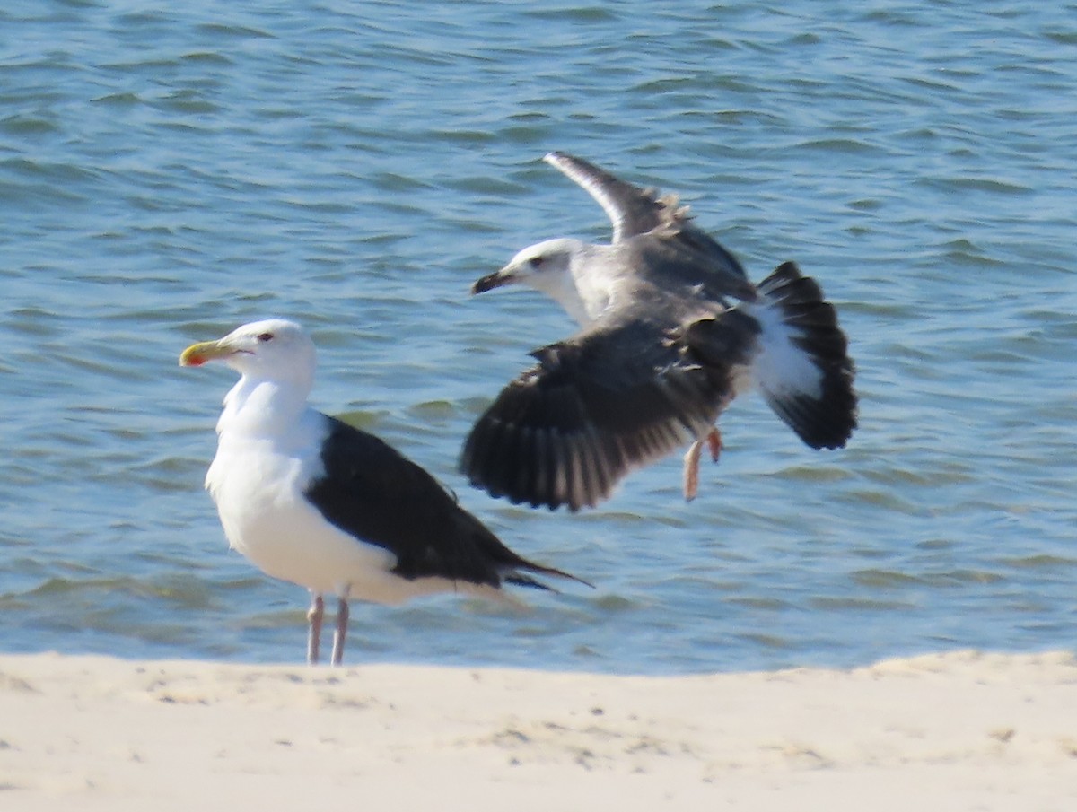 Great Black-backed Gull - ML642560321
