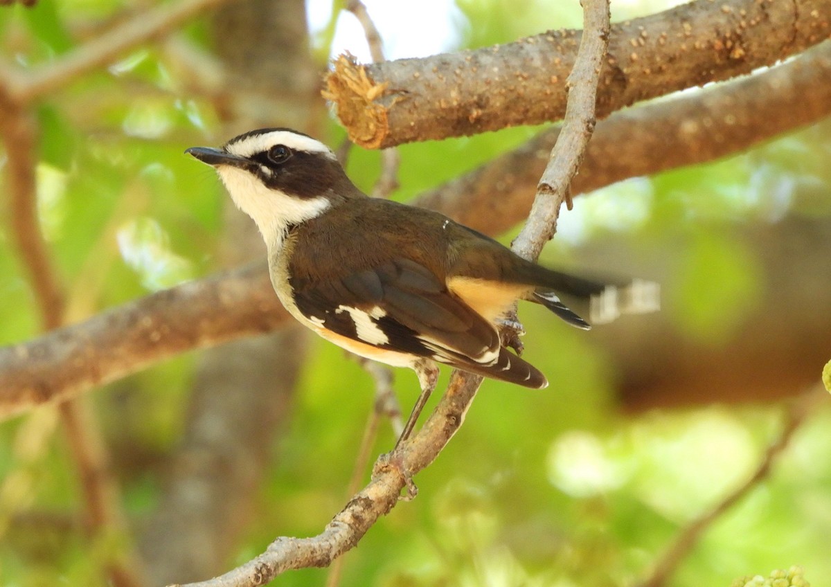 Buff-sided Robin - ML642560351