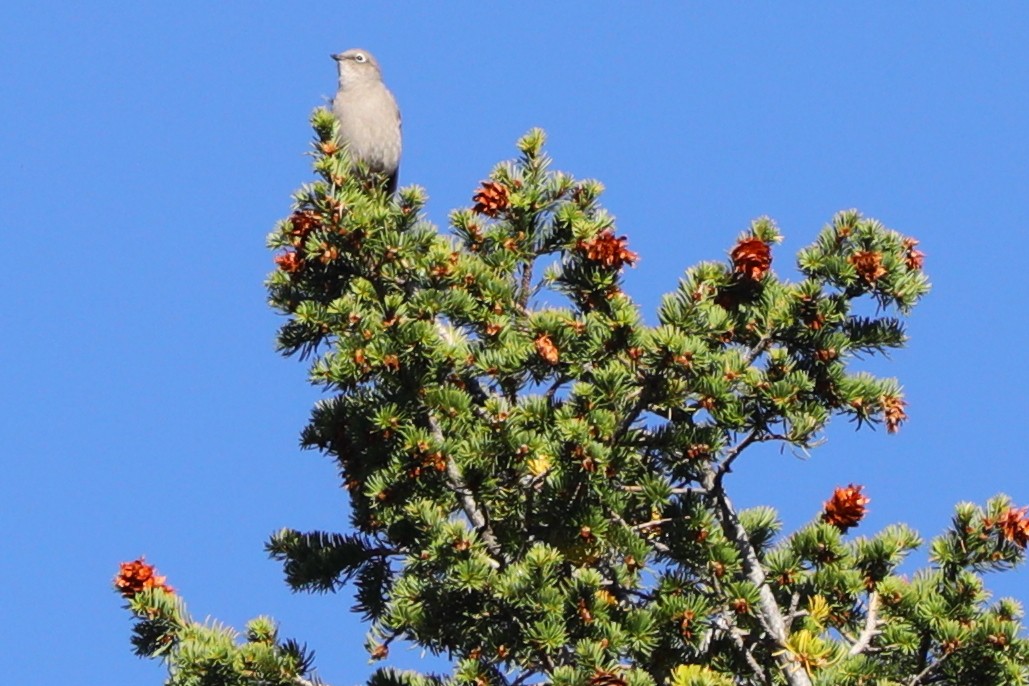 Townsend's Solitaire - ML642560413