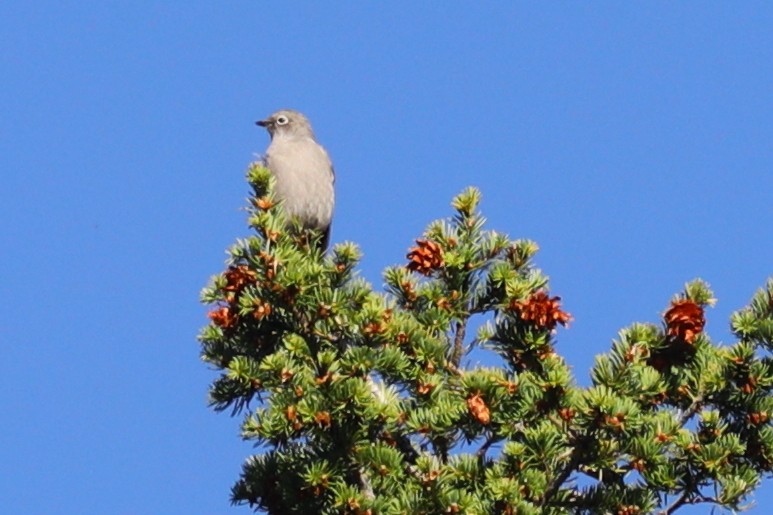 Townsend's Solitaire - ML642560420