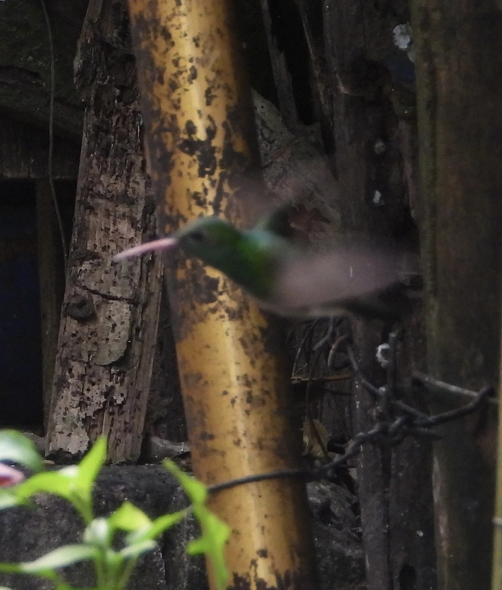 Glittering-bellied Emerald - ML642560433