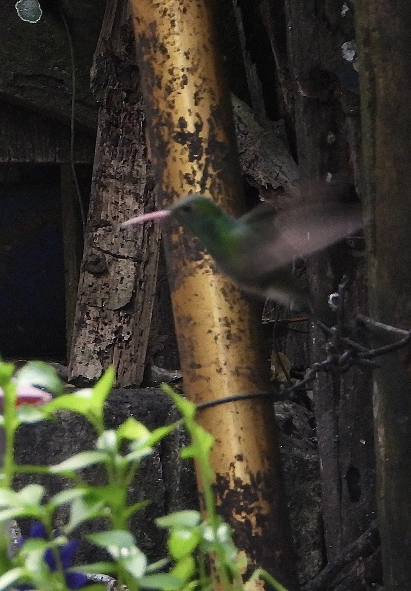Glittering-bellied Emerald - ML642560434