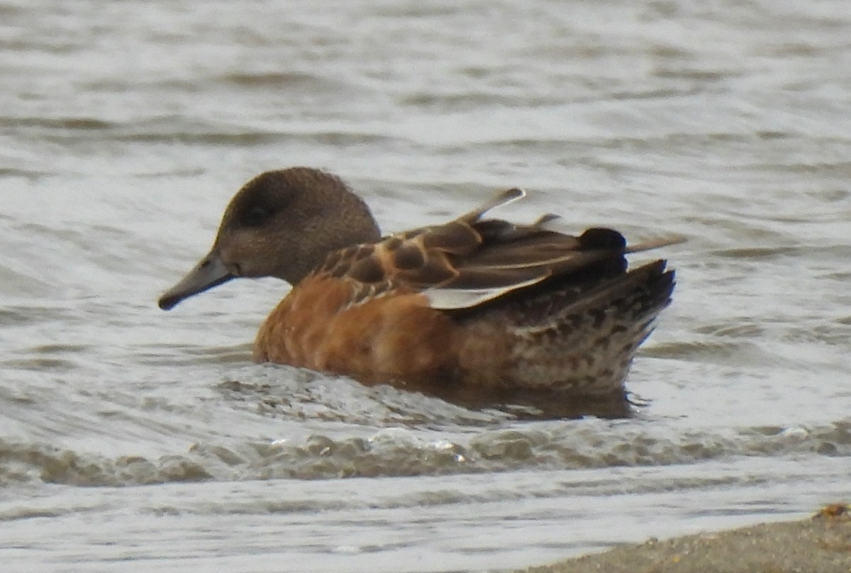 American Wigeon - ML642560481