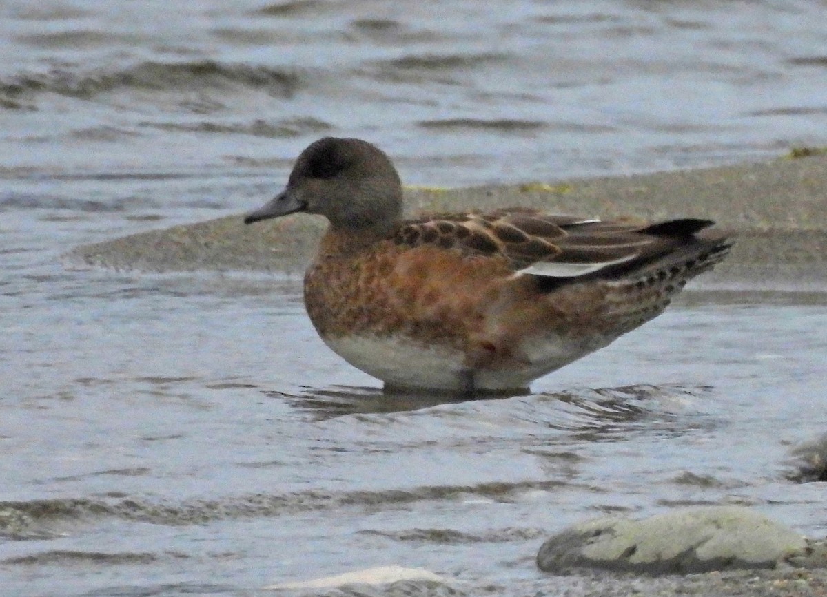 American Wigeon - ML642560482