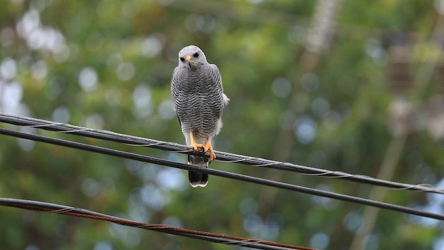 Gray Hawk - ML642560484