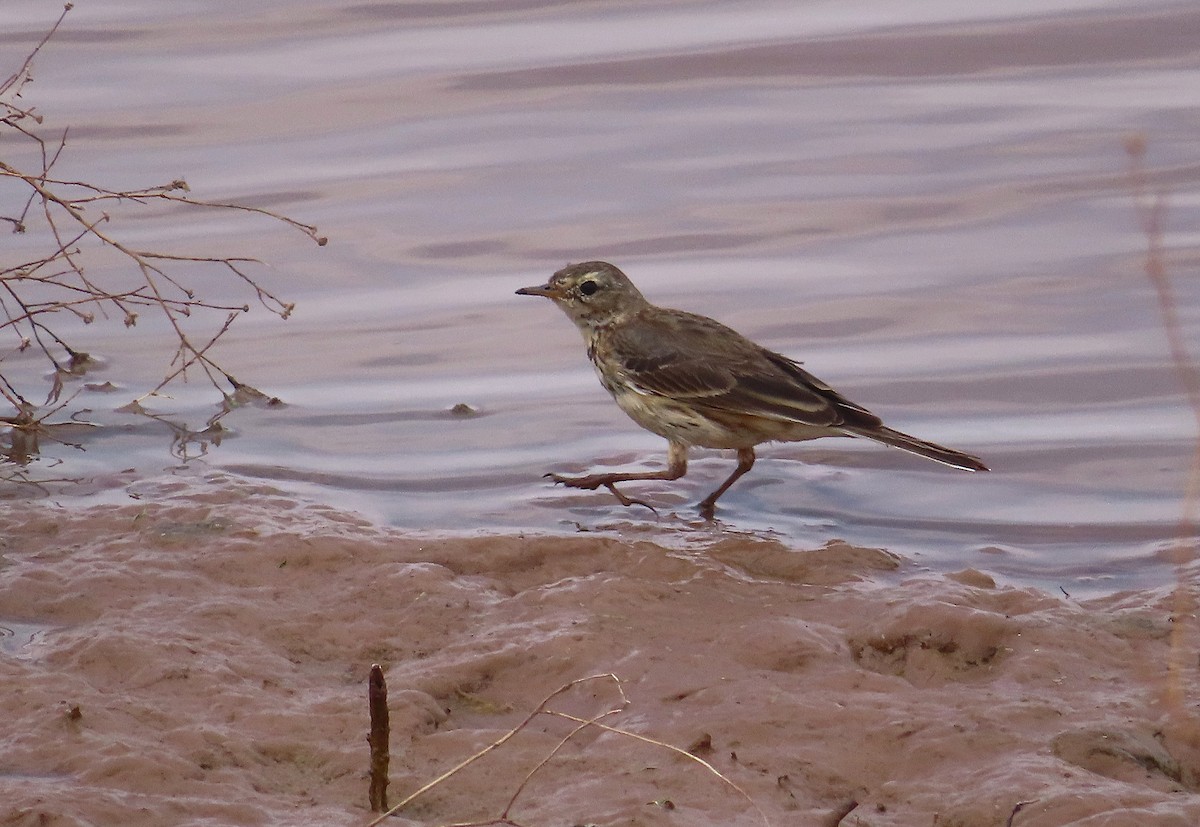 American Pipit - ML642560514