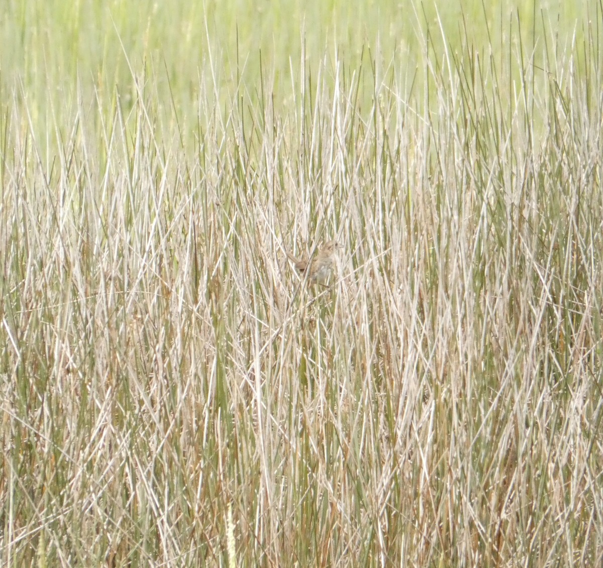 ハシナガヌマミソサザイ - ML642560539
