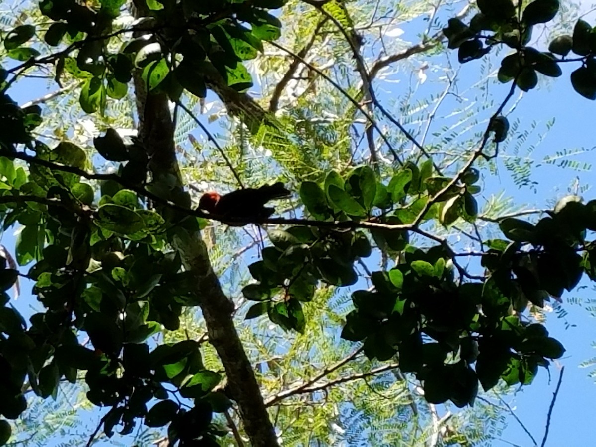 Micronesian Rufous Fantail - ML642560541