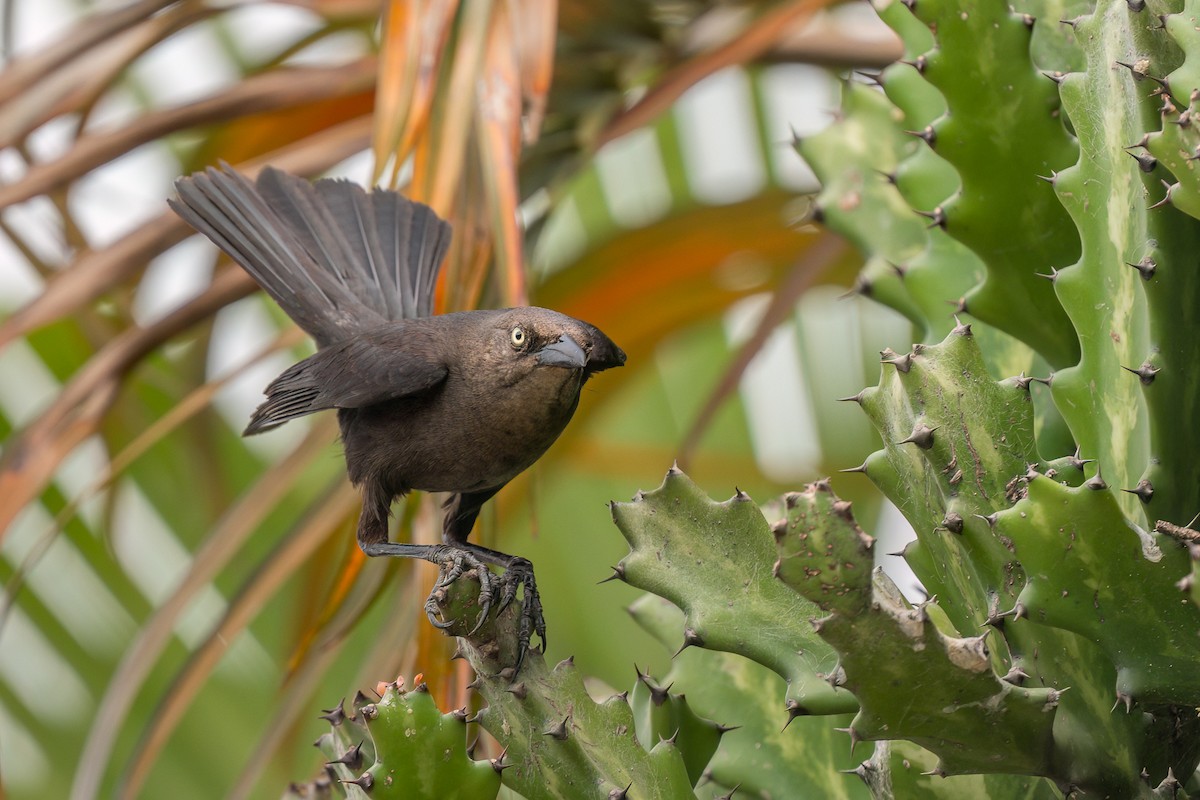 Carib Grackle - ML642560582