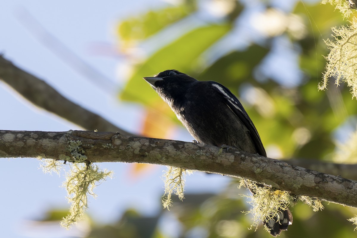 White-winged Becard - ML642560583