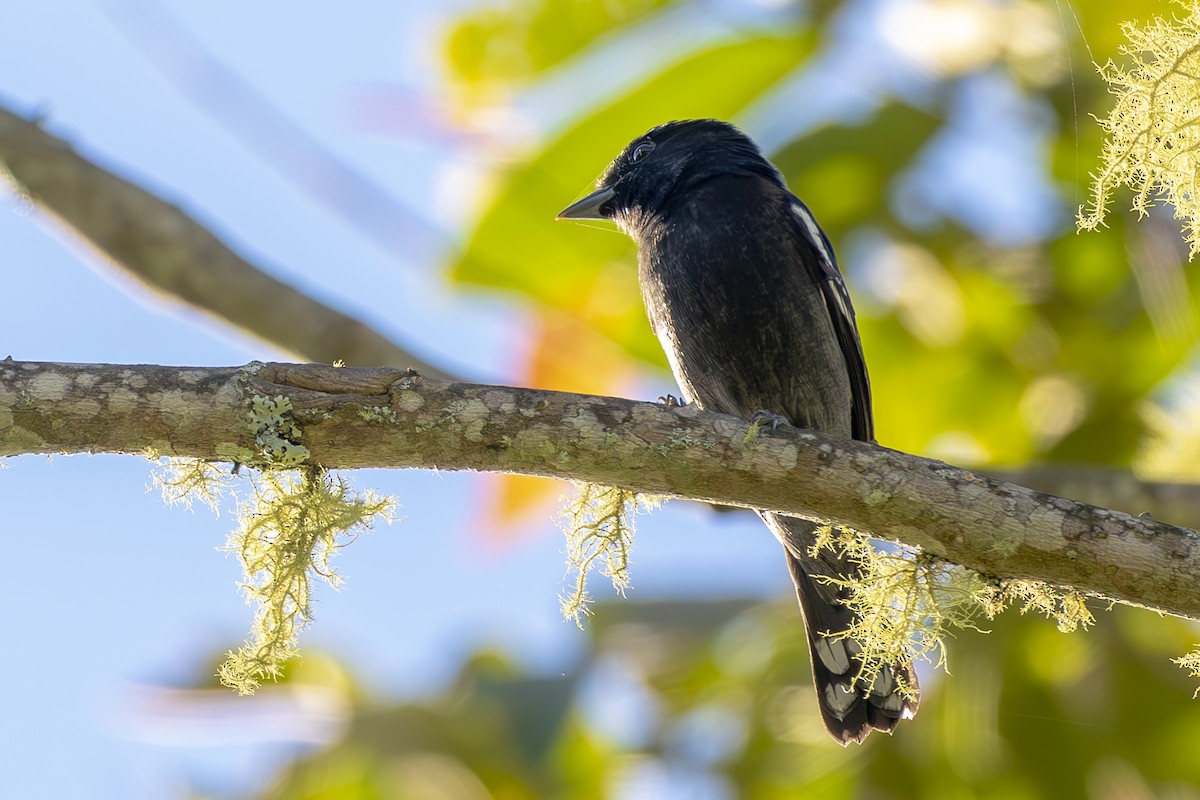 White-winged Becard - ML642560584