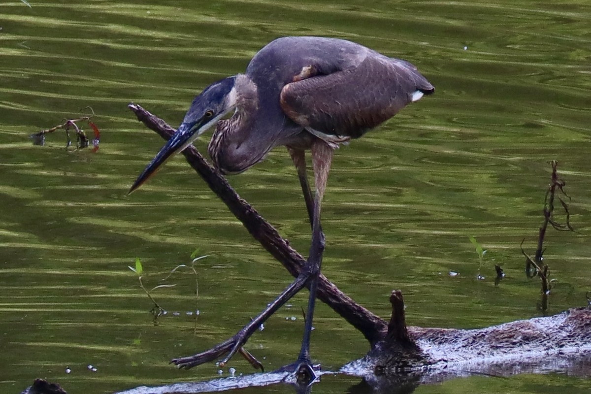 Garza Azulada - ML642560602