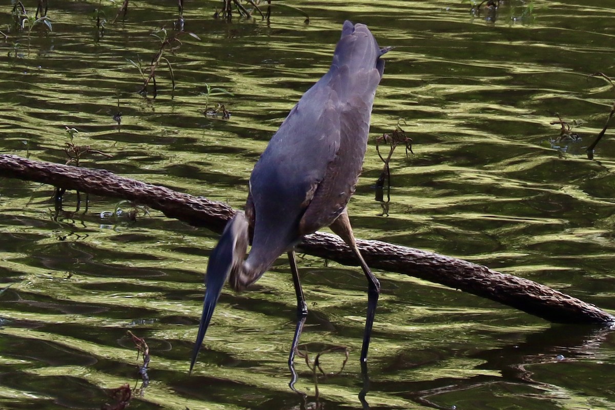 Garza Azulada - ML642560603