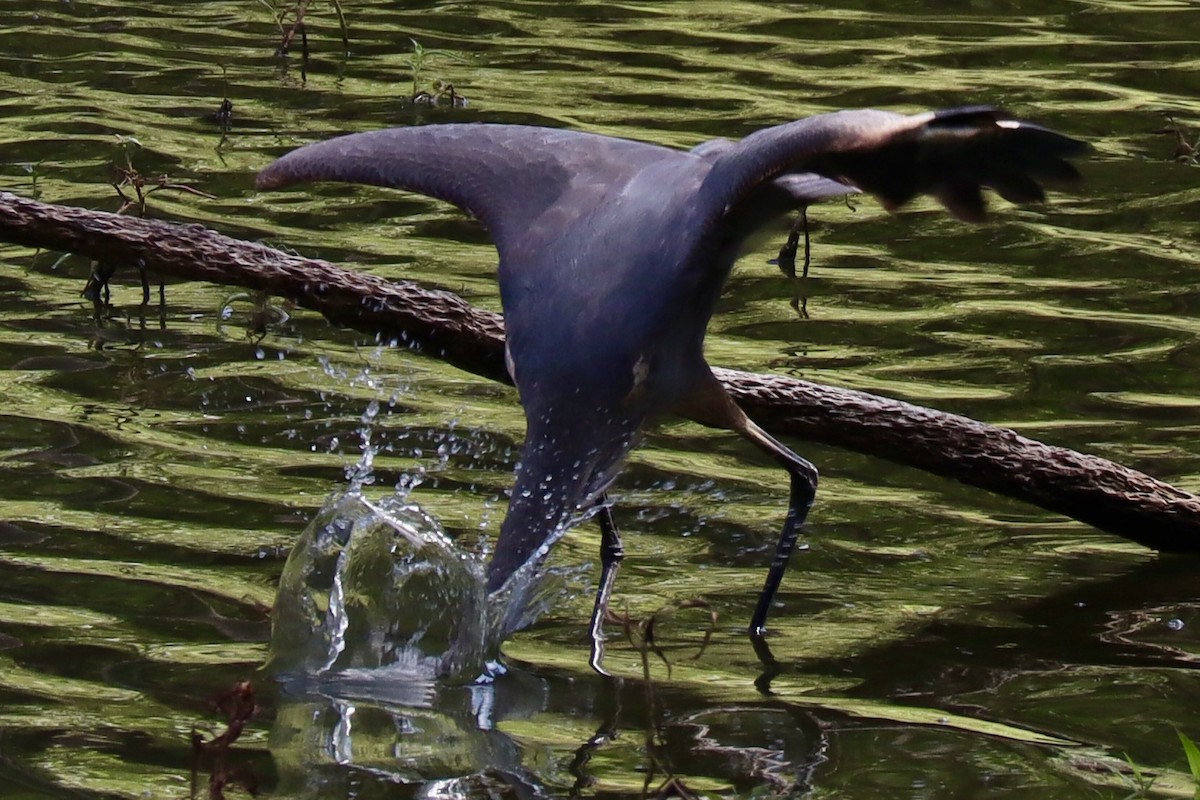Garza Azulada - ML642560604