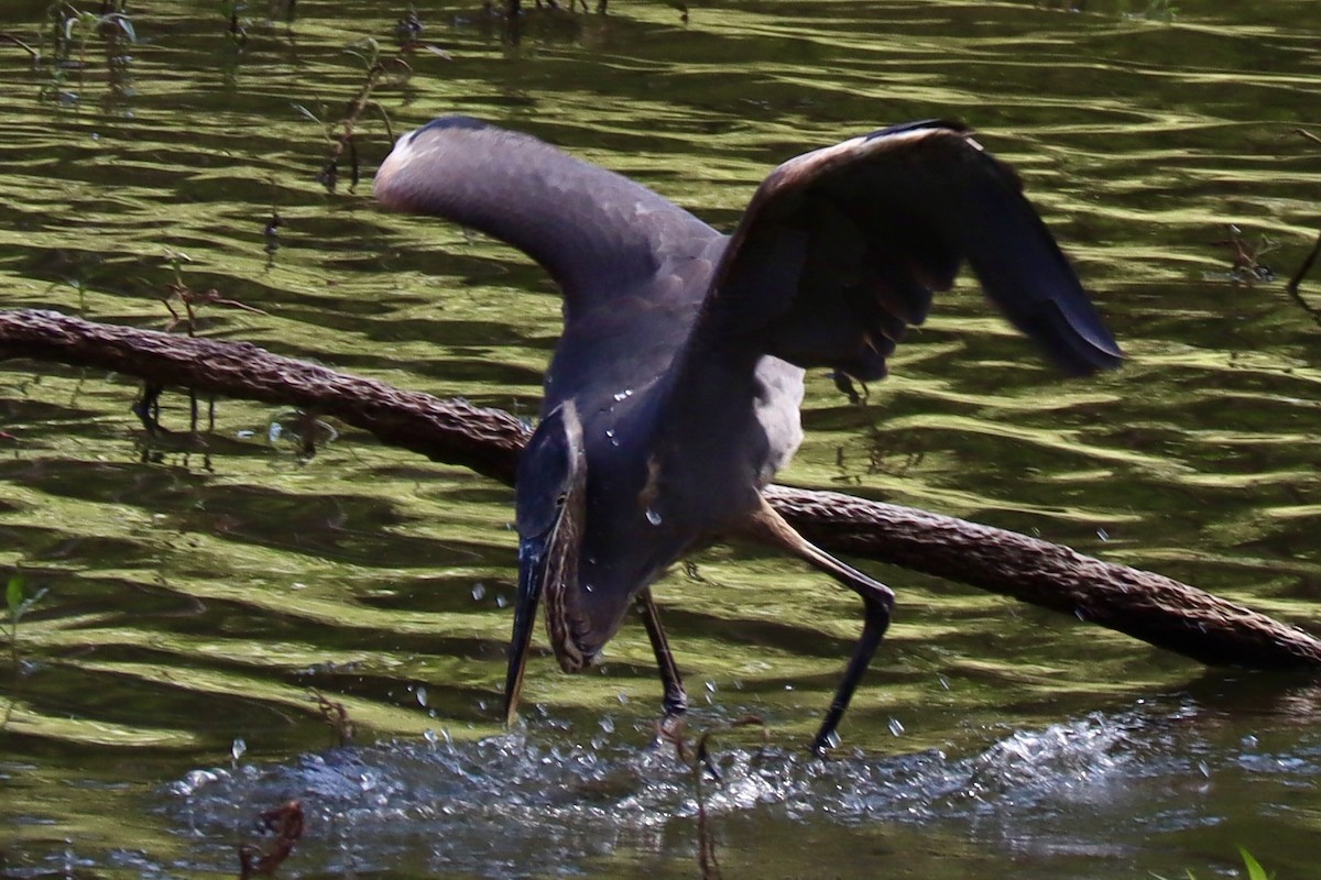 Garza Azulada - ML642560605
