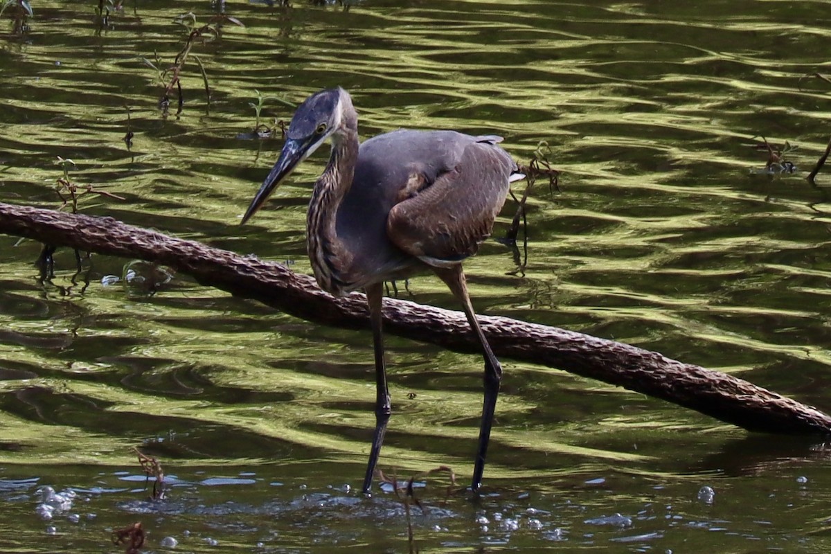 Garza Azulada - ML642560606