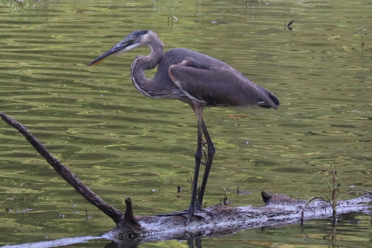 Garza Azulada - ML642560607