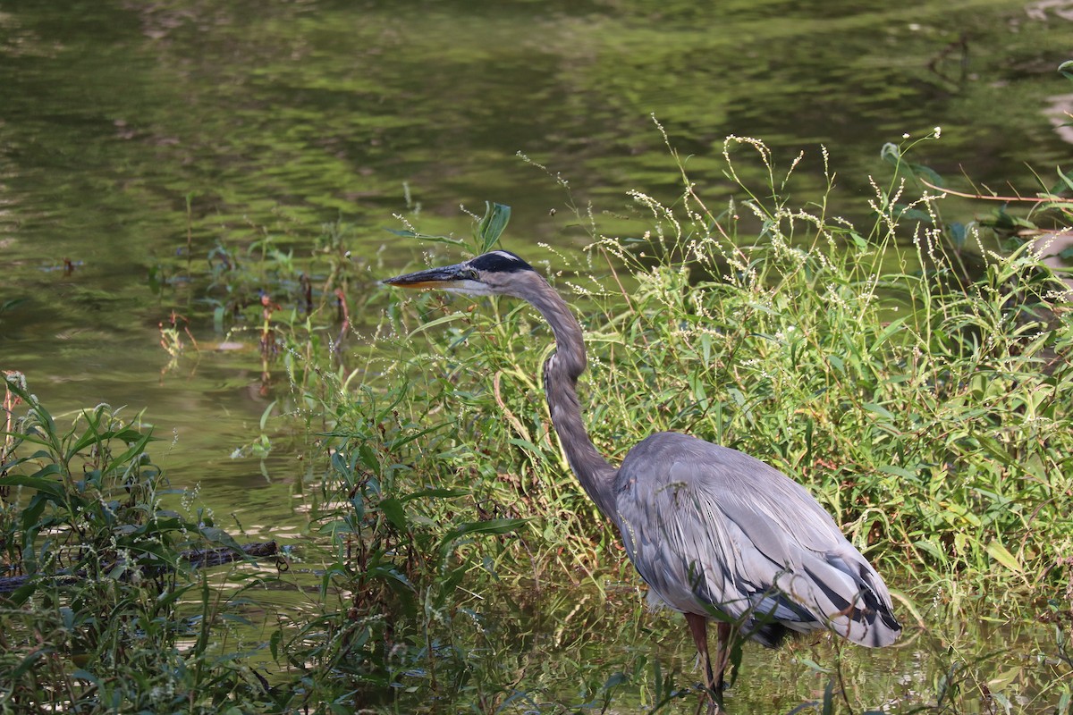 Garza Azulada - ML642560608