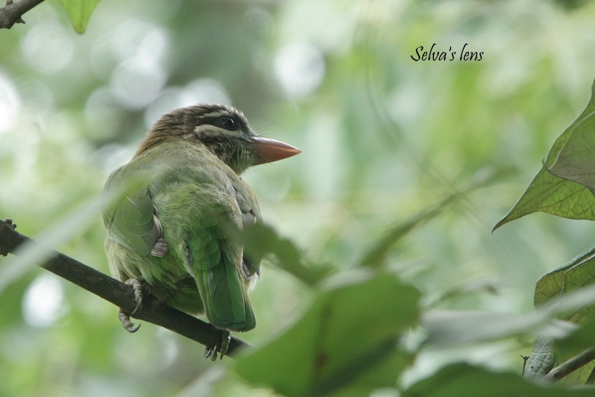 White-cheeked Barbet - ML642560634