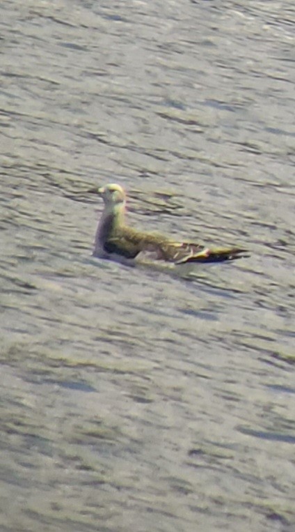 Sabine's Gull - ML642560637