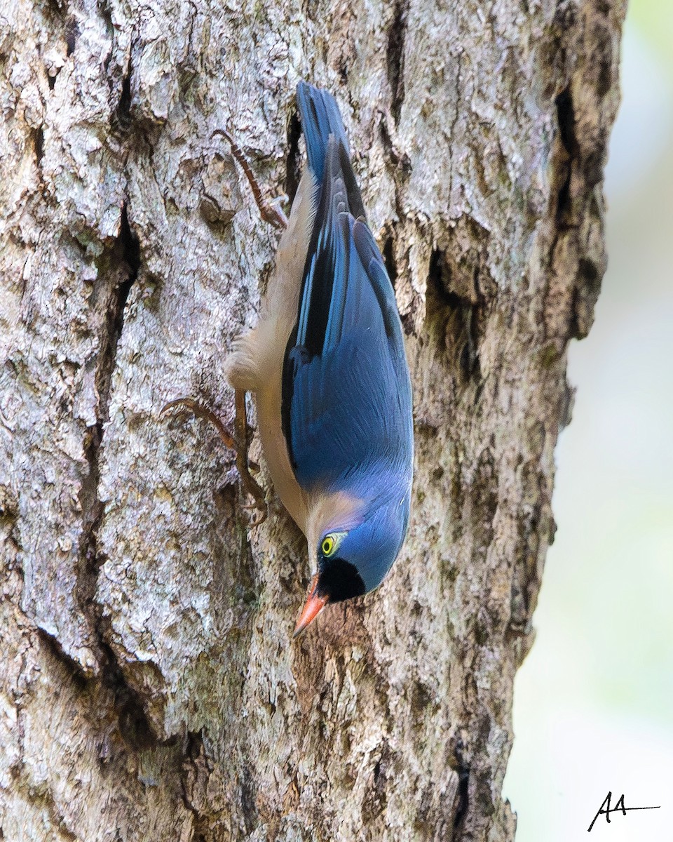 Velvet-fronted Nuthatch - ML642560643
