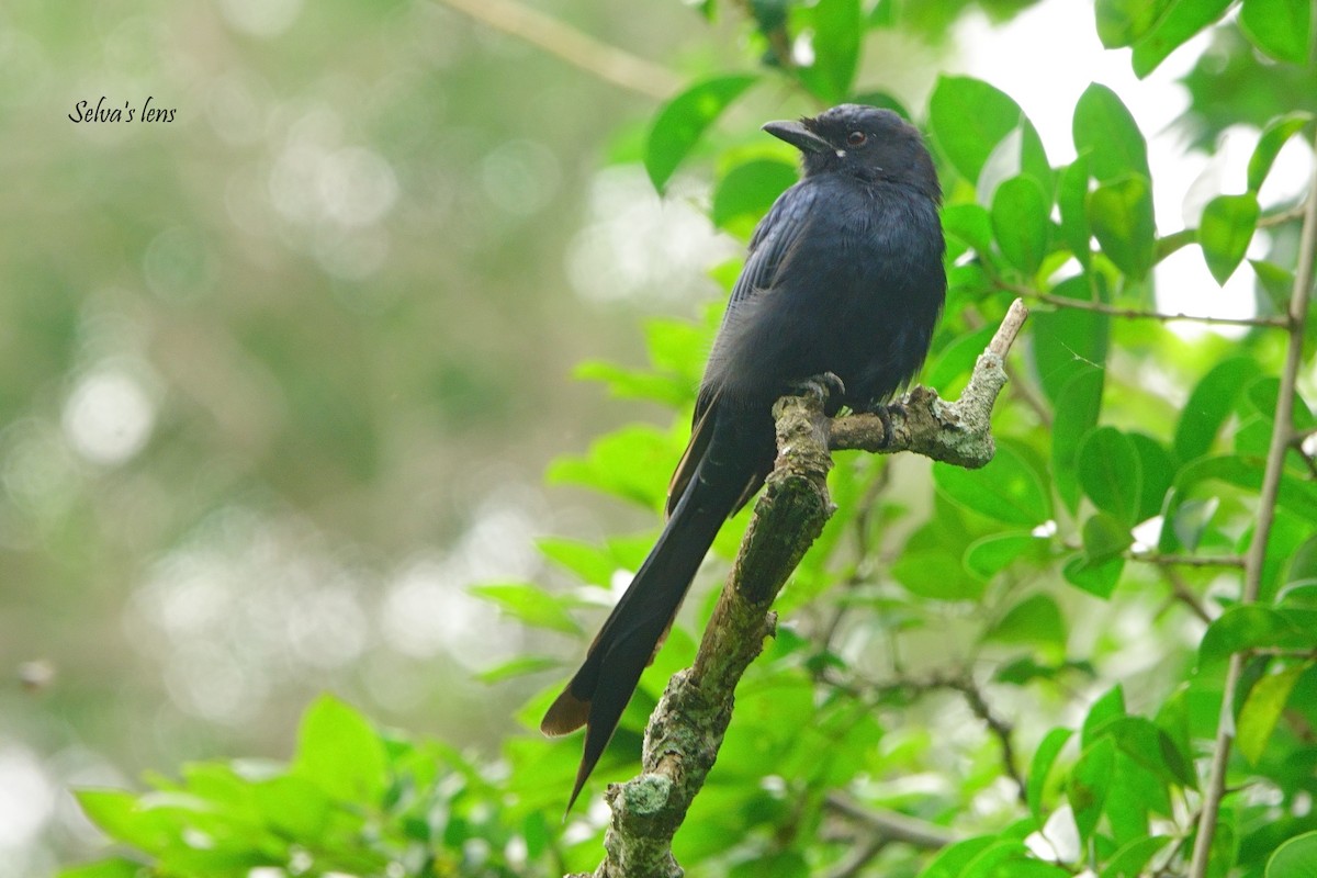 Black Drongo - ML642560647