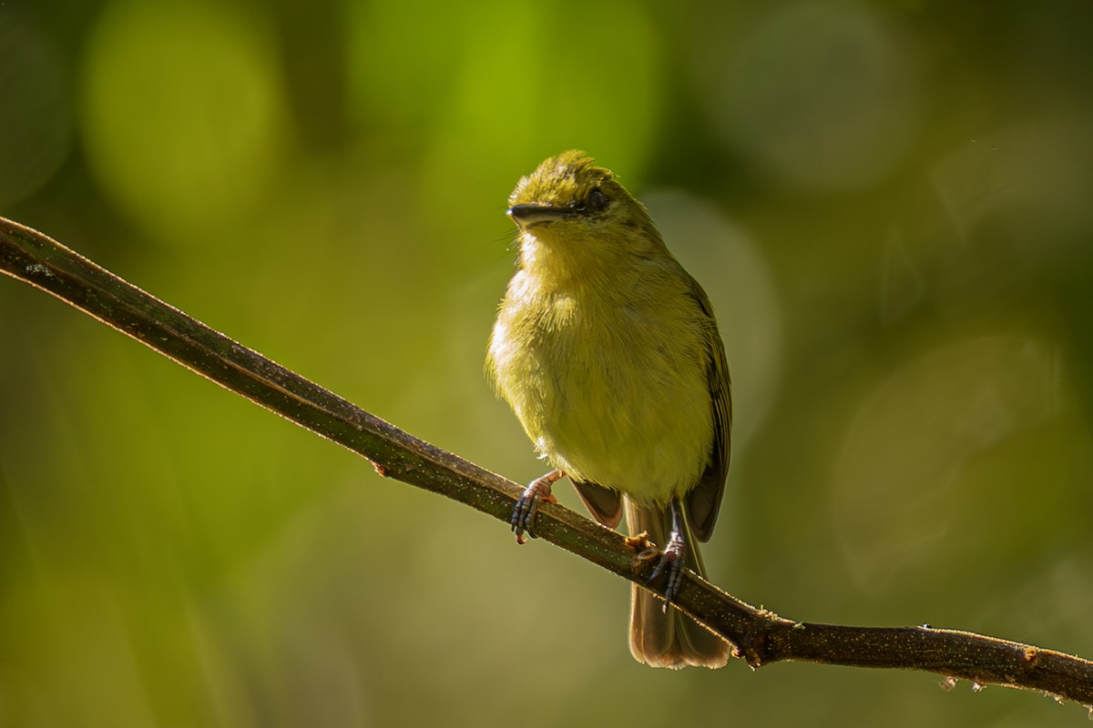 Olive-faced Flatbill - ML642560649