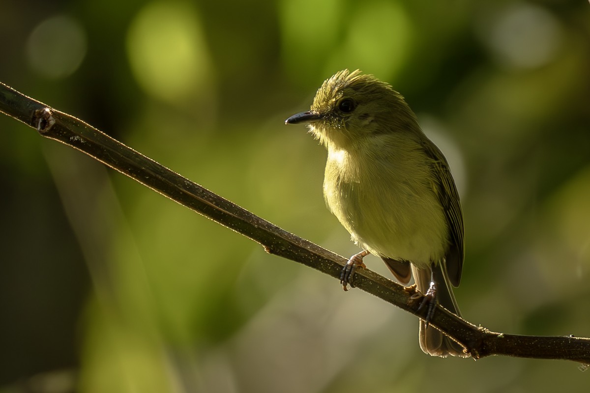 Olive-faced Flatbill - ML642560650