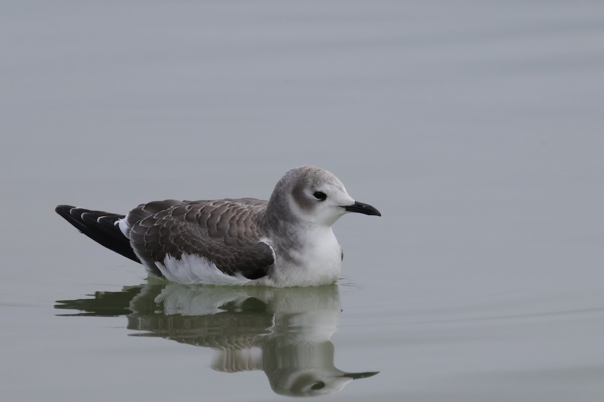 Sabine's Gull - ML642560655