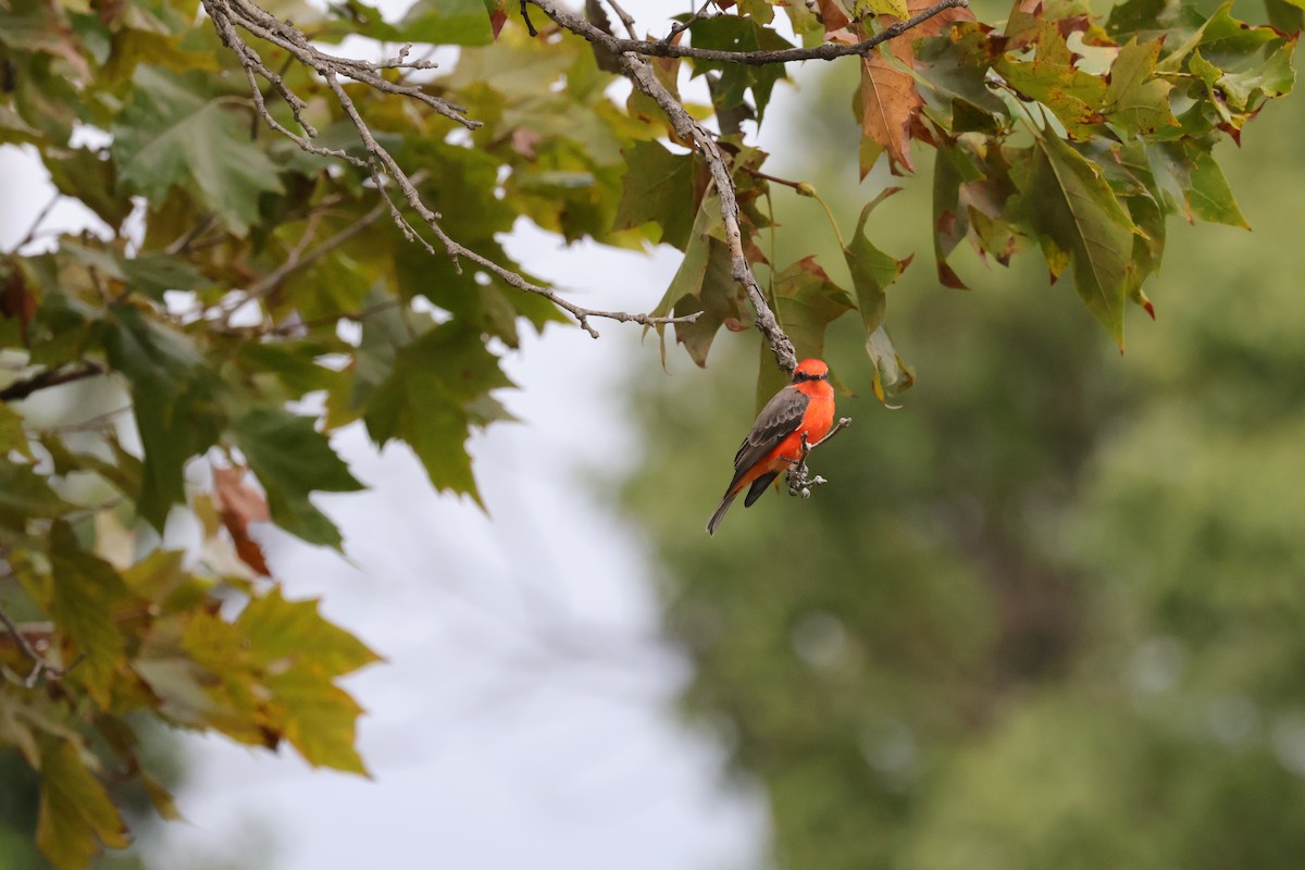Vermilion Flycatcher - ML642560670