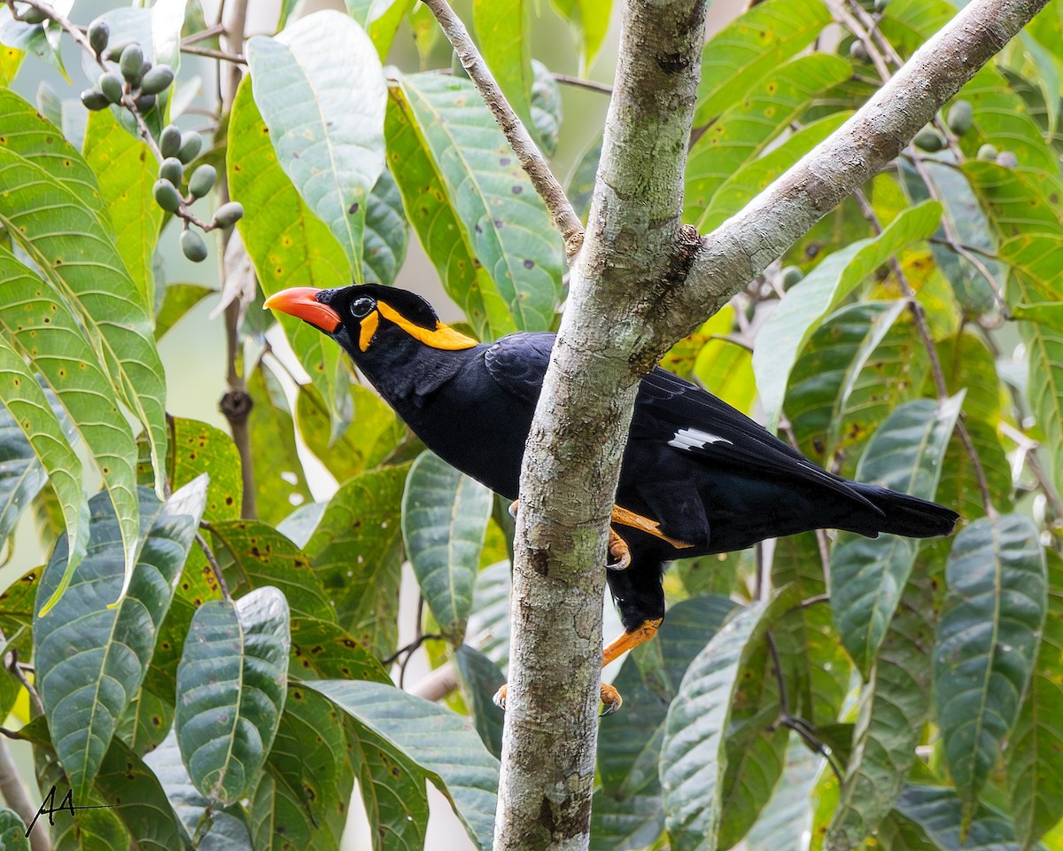 Common Hill Myna - ML642560672