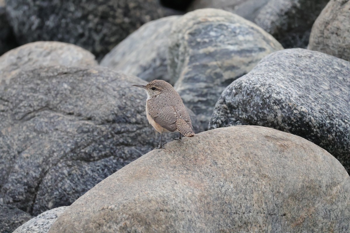 Rock Wren - ML642560681
