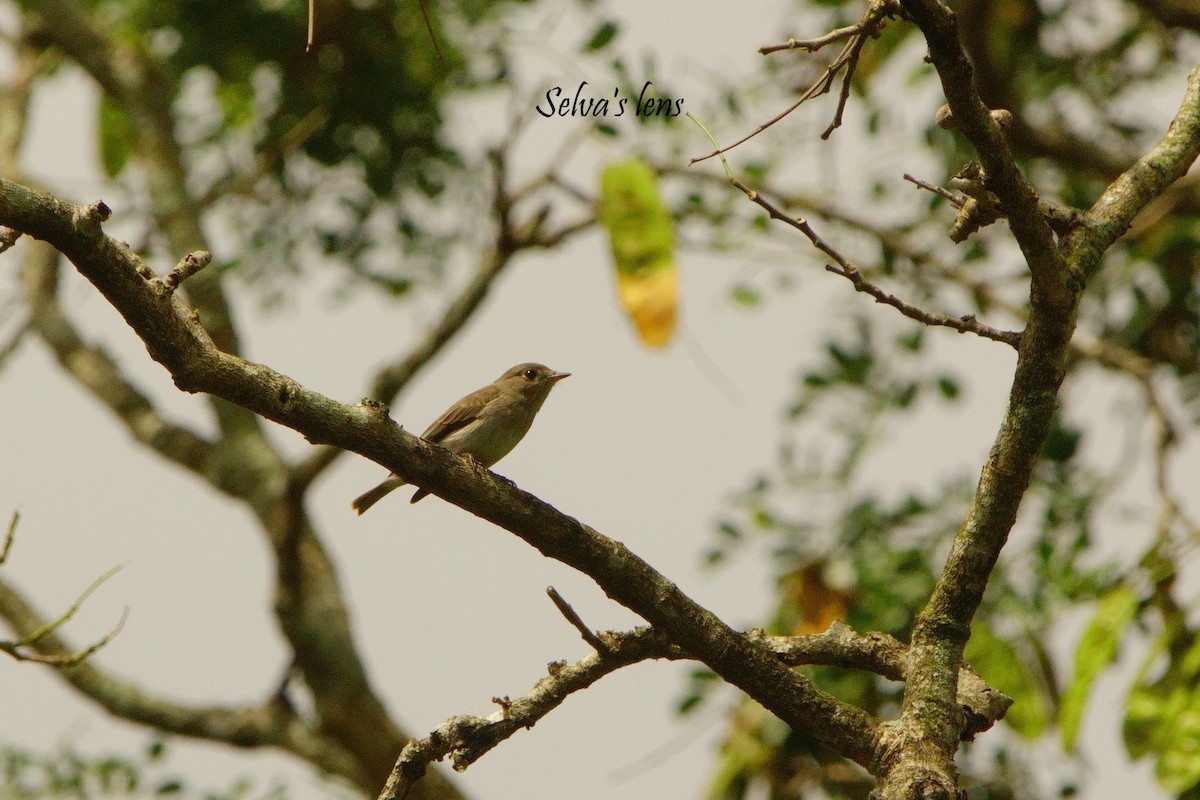 Asian Brown Flycatcher - ML642560688