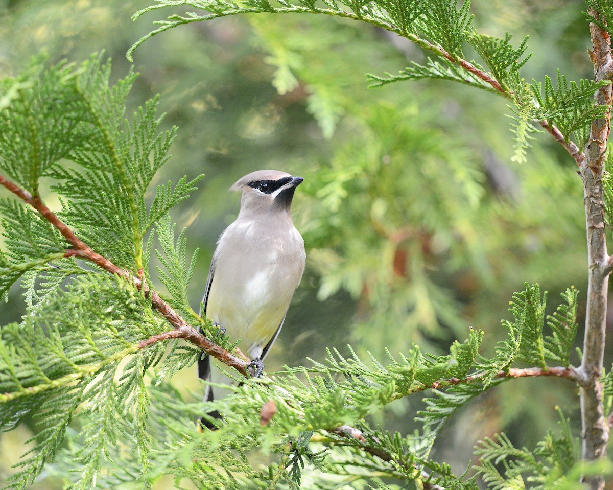 Cedar Waxwing - ML642560710