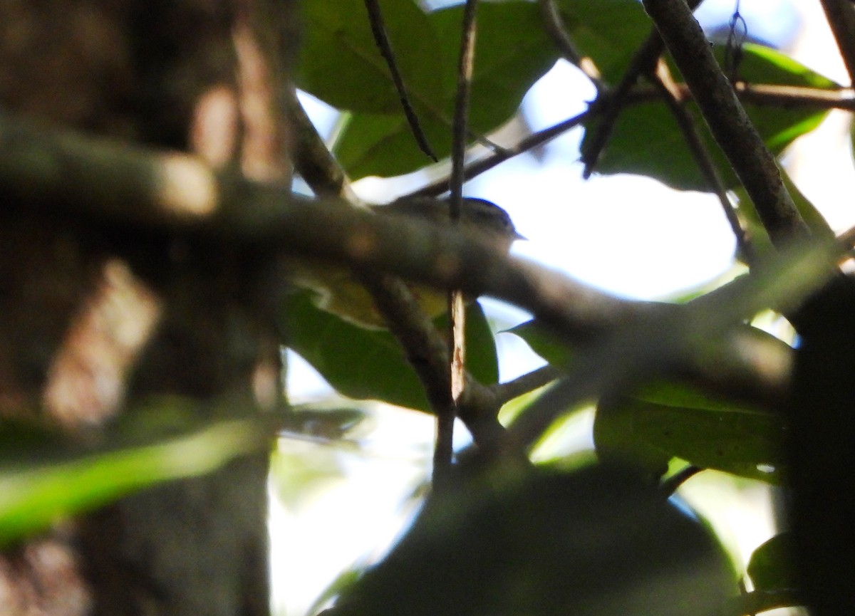 Three-striped Warbler - ML642560720