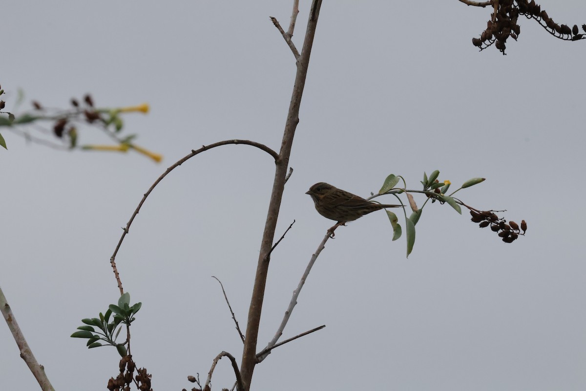 Lincoln's Sparrow - ML642560727