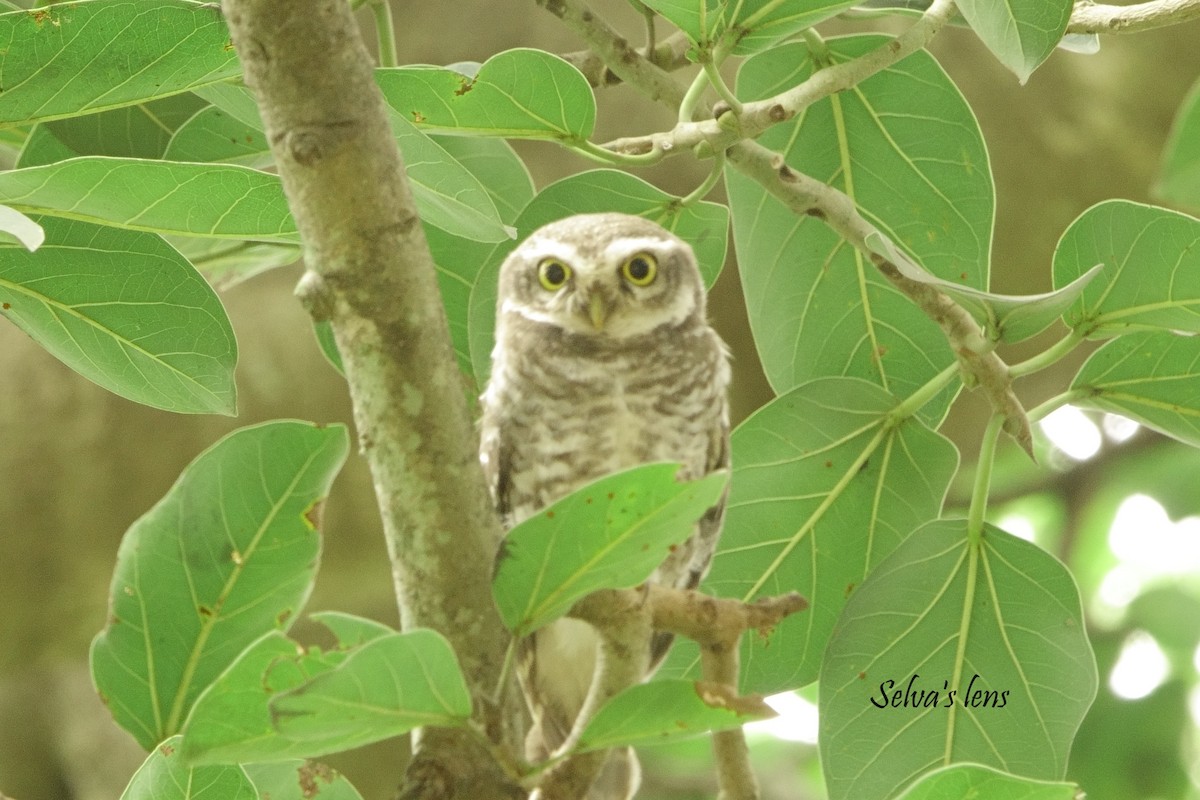 Spotted Owlet - ML642560730