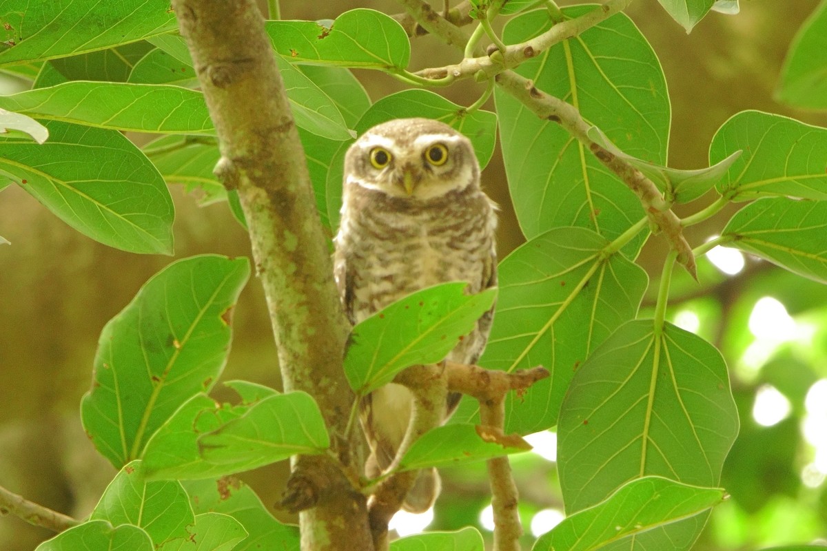 Spotted Owlet - ML642560731
