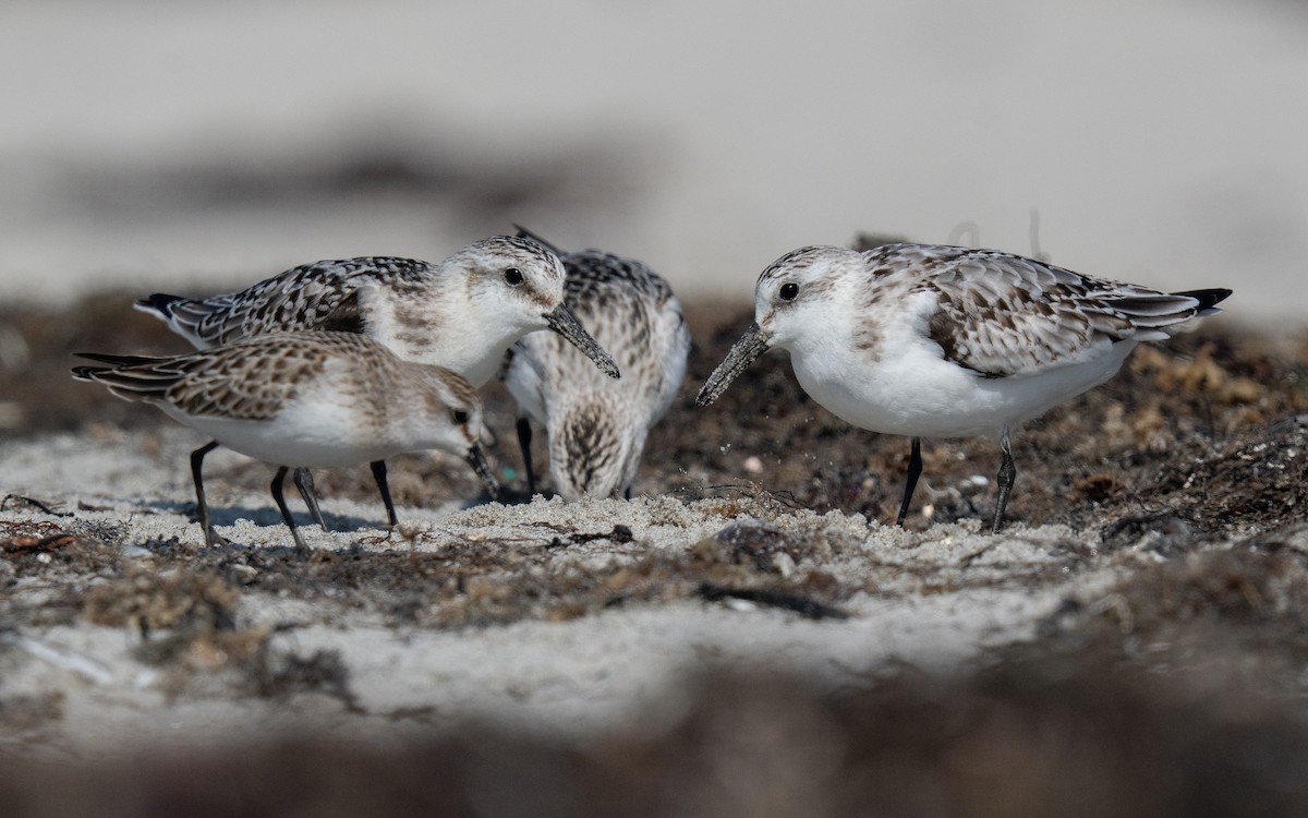 Sanderling - ML642560735