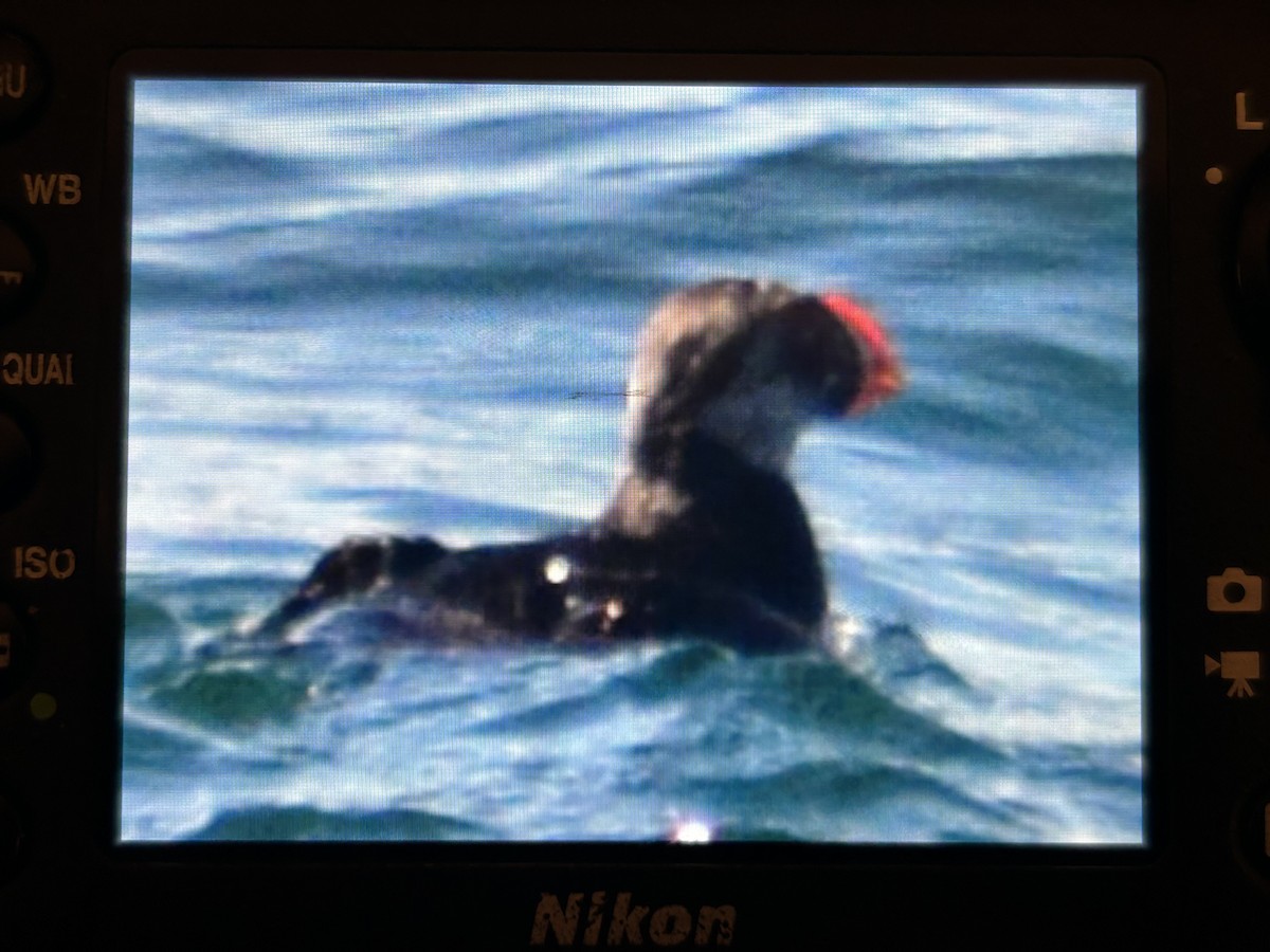 Atlantic Puffin - ML642560736