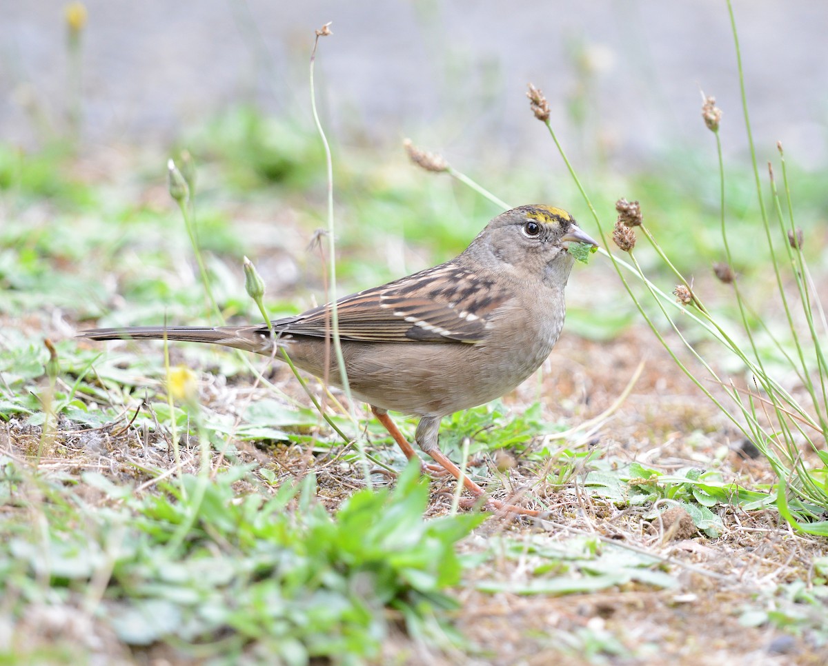 Golden-crowned Sparrow - ML642560737