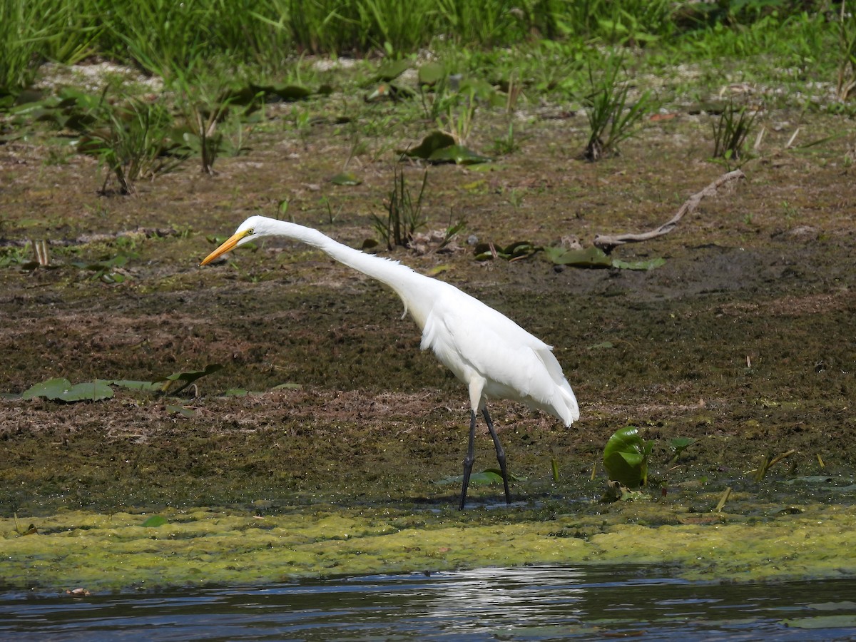 Grande Aigrette - ML642560742