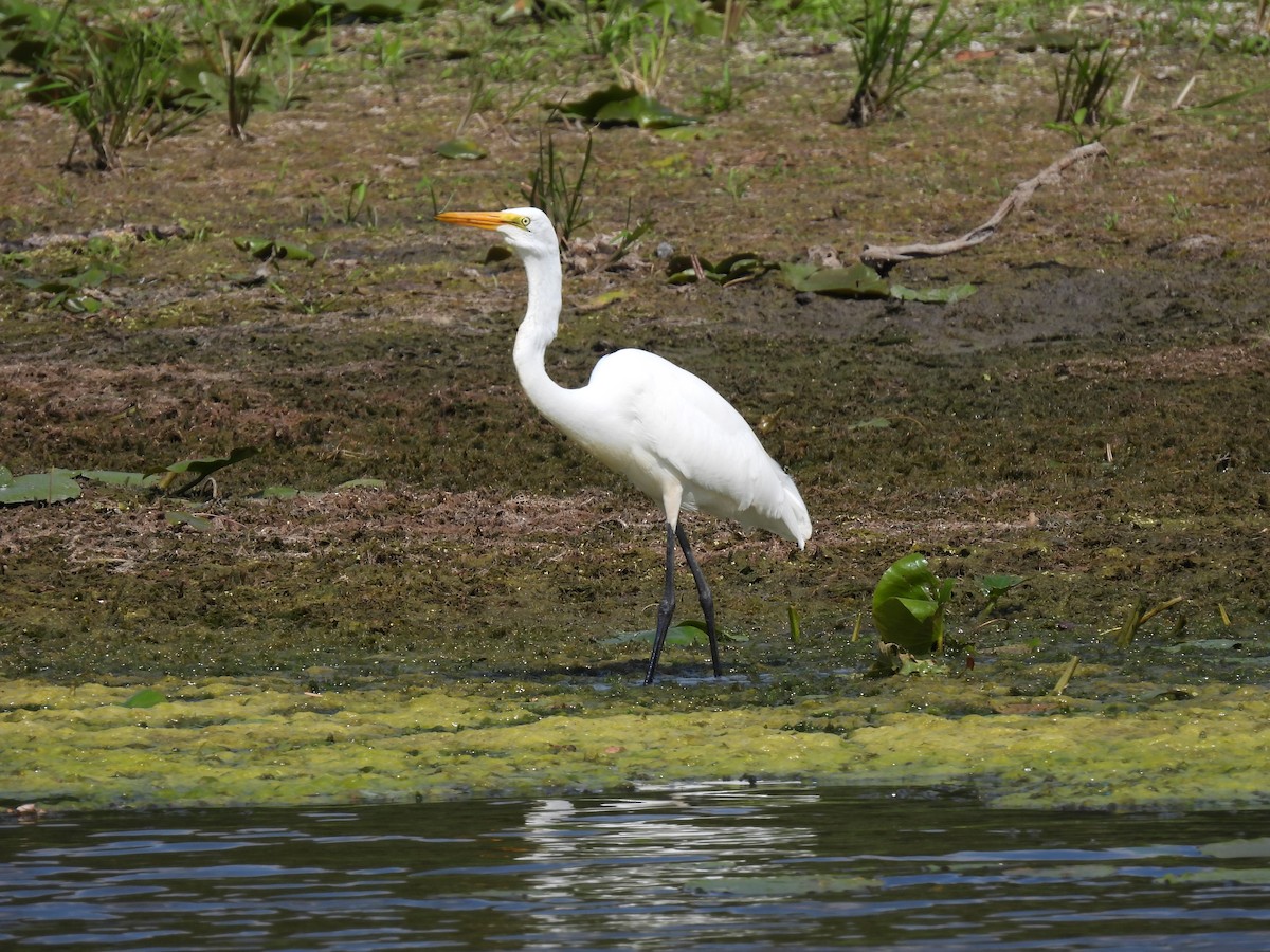 Grande Aigrette - ML642560743