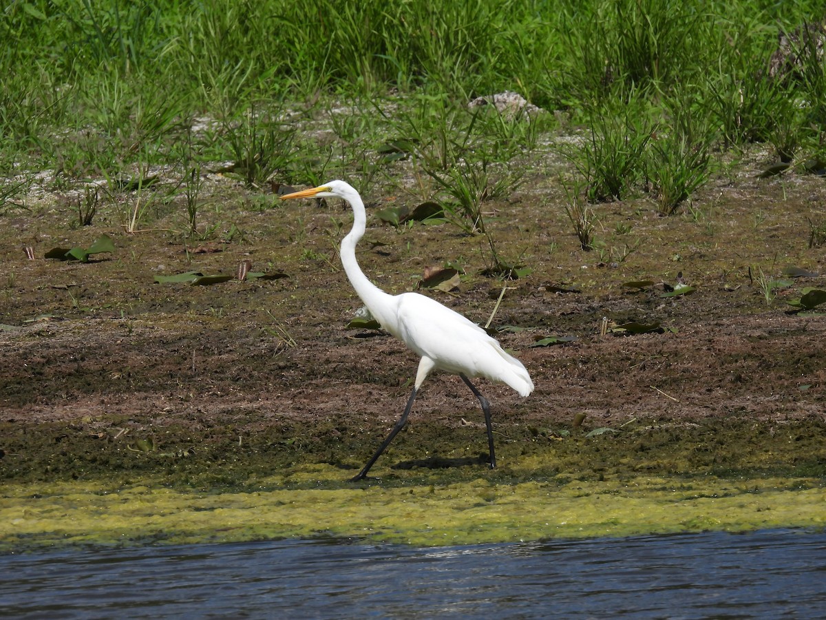 Grande Aigrette - ML642560744