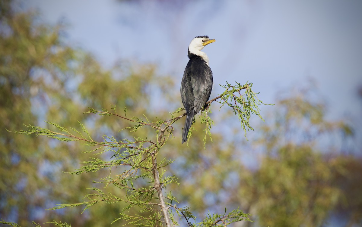 Little Pied Cormorant - ML642560747
