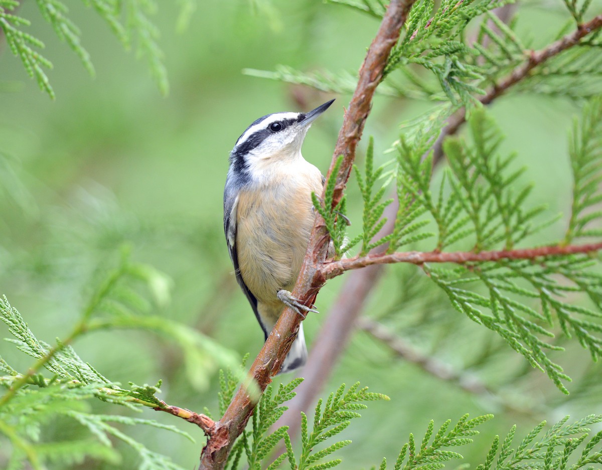 Red-breasted Nuthatch - ML642560765